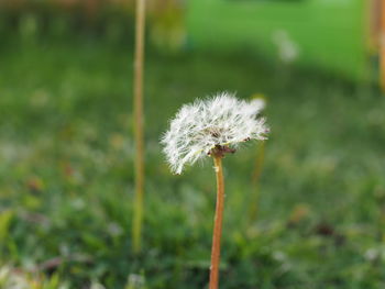Close-up of dandelion against blurred background