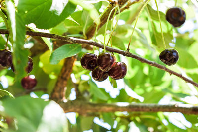 Close-up of berries on tree