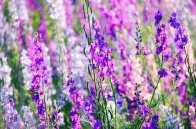 Close-up of purple lavender flowers in field