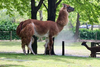 Llama standing in a field at the zoo