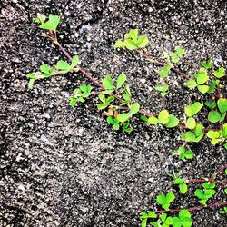 Plants growing in pond