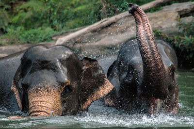 Close-up of elephant in water