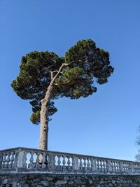 Low angle view of tree against clear blue sky