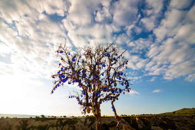 Tree full with evil eye beads in cappadocia