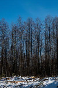 Bare trees on snow covered field against sky