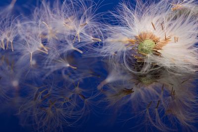 Full frame shot of cactus plant