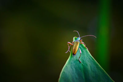 Close-up of golden insect on green  leaf