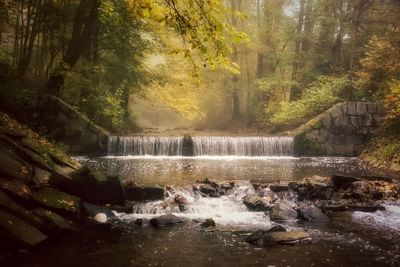 Scenic view of waterfall in forest