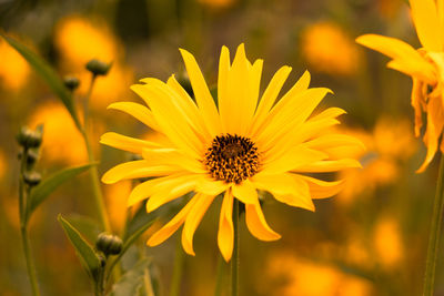 Close-up of yellow flowering plant