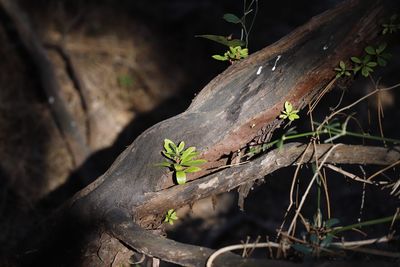 Close-up of lizard on tree