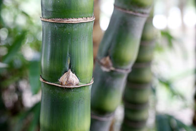 Close-up of bamboo on plant at field