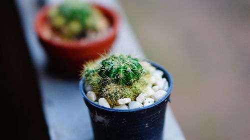 High angle view of potted plant on table
