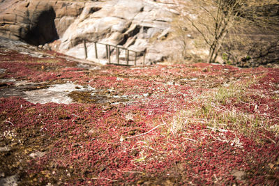 Close-up of red rock