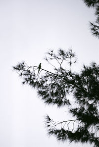 Low angle view of tree against sky