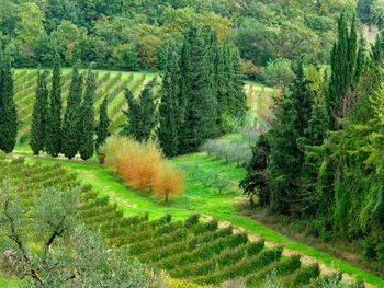 Scenic view of agricultural field in forest