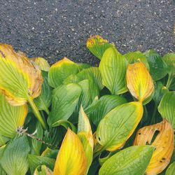 Close-up of yellow flowers