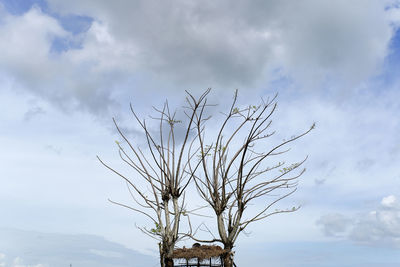 Low angle view of bare tree against sky