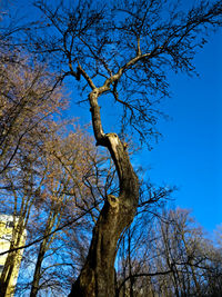 Low angle view of dead tree against clear blue sky