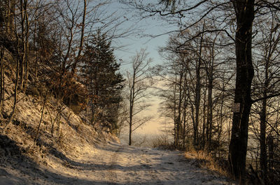 Road amidst bare trees in forest during winter