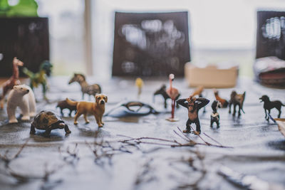 Close-up of sheep on table