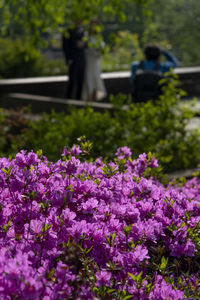 Purple flowering plants on land