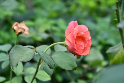 Close-up of pink rose plant