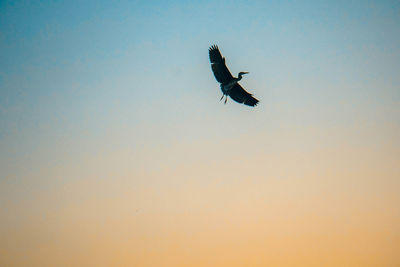 Low angle view of bird flying in sky during sunset