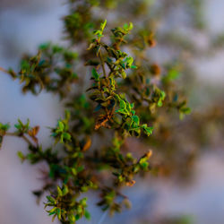 Close-up of flowering plant