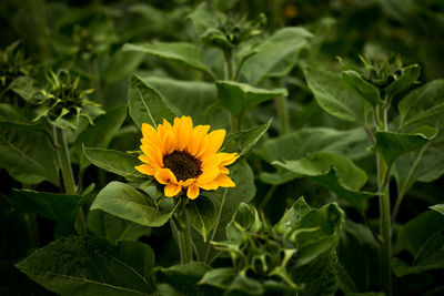 Close-up of yellow flowering plant