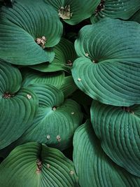 Full frame shot of green leaves