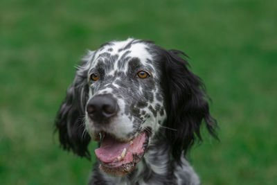 Close-up portrait of dog on field