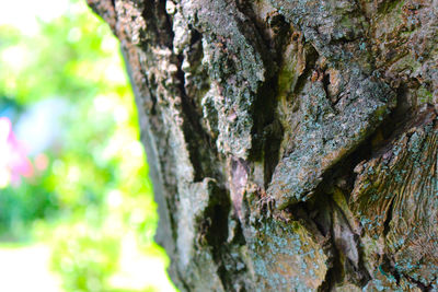 Close-up of moss on tree trunk