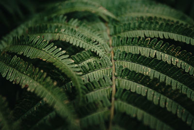 Close-up of fern leaves