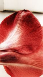 Close-up of red flowers