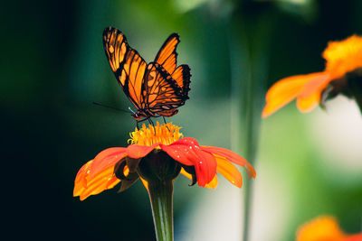 Butterfly on flower