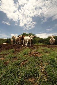 Cows standing in a field