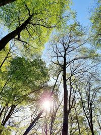 Low angle view of sunlight streaming through trees