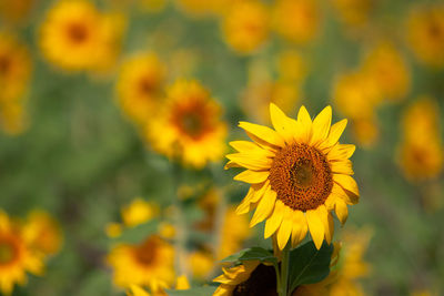 Close-up of yellow flowering plant