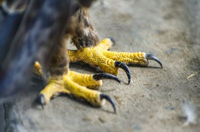 Close-up of yellow lizard