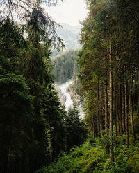 Pine trees in forest against sky