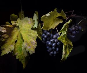 Grapes in vineyard at night