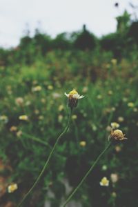 Close-up of flowering plant on field