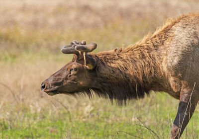 Roosevelt elk in spring velvet in redwoods national park in california