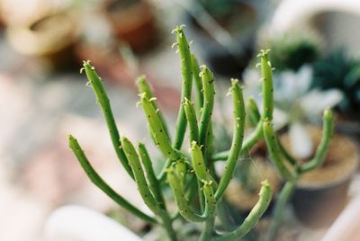 Close-up of succulent plant