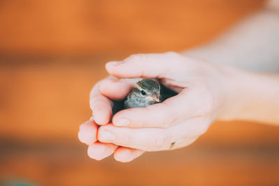 Close-up of person holding bird