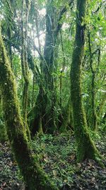 Trees growing in forest