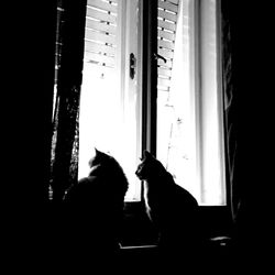 Close-up of cat looking through window