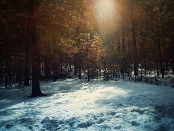 Snow covered trees in forest