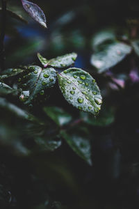 Close-up of wet plant