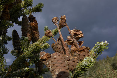 Low angle view of cactus plant against sky